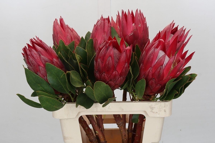 <h4>Protea Cynaroides Madiba</h4>