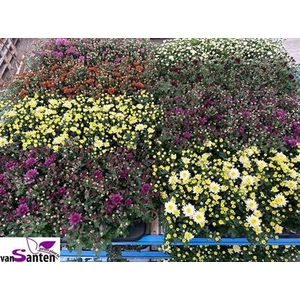 arr8 Chrys Garden Mums Mixk 1 Klr Per Tray