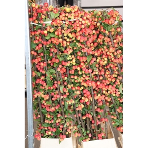Malustak Red Sentinel Ex 150cm P Stem