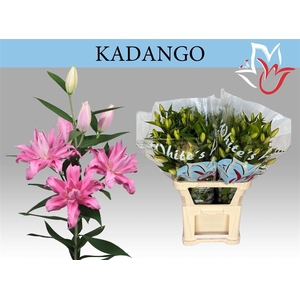 Li Or Du Kadango