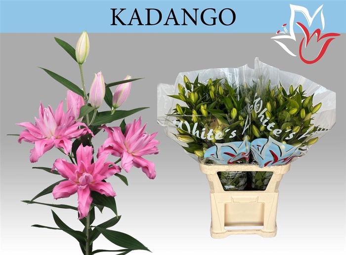 <h4>Li Or Du Kadango</h4>