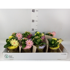 Arr.   Planten L%