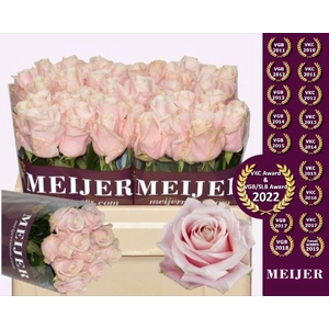 R Gr Sweet Avalanche Meijer Purple 50 cm