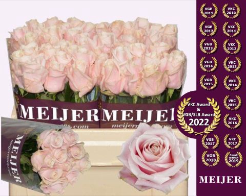 <h4>Rozen Rosa Sweet Avalanche</h4>