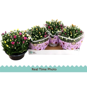 Chrysanthemum Indicum Grp gemengd per pot