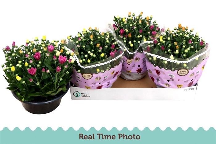 <h4>Chrysanthemum Indicum Grp gemengd per pot</h4>