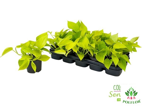 Epipremnum pinnatum Golden Pothos 12Ø 15cm