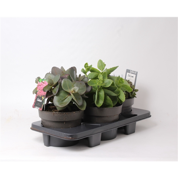 <h4>Sedum mix tray C3</h4>