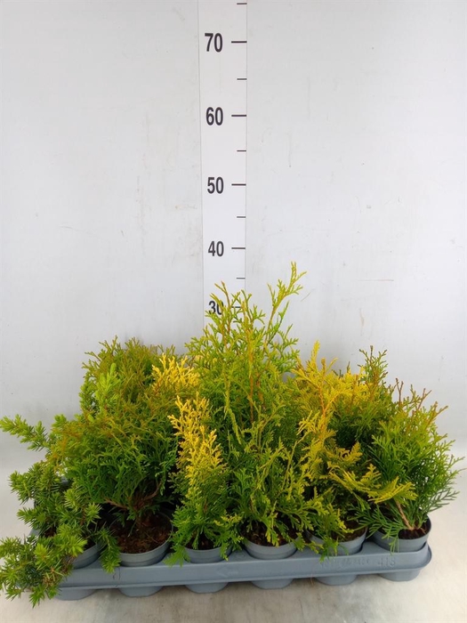 <h4>Conifers   ...mix</h4>