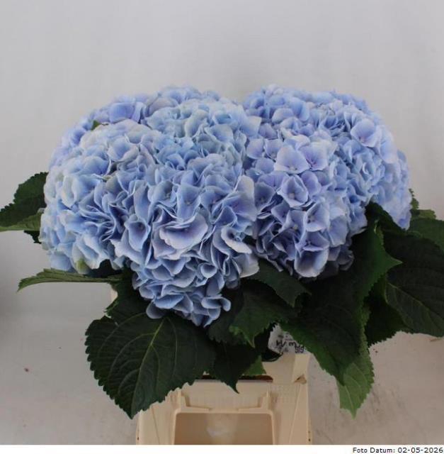 <h4>HYDR M CH VERENA BL</h4>