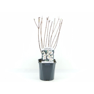 Philadelphus Belle Etoile