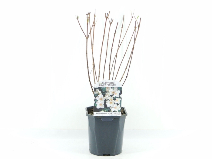 <h4>Philadelphus Belle Etoile</h4>