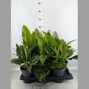 Aglaonema   ...