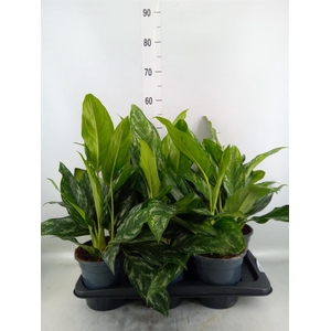 Aglaonema   ...