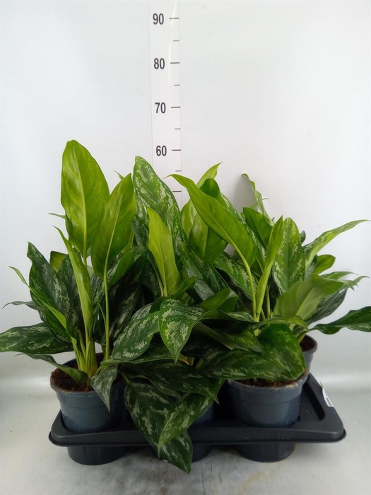 <h4>Aglaonema ...</h4>