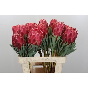 Protea Venus