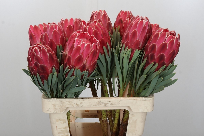 <h4>Protea Venus</h4>
