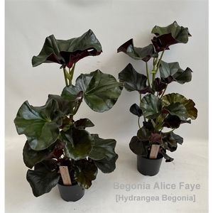 Begonia Alice Faye 14cm [Hydrangea Beg.]