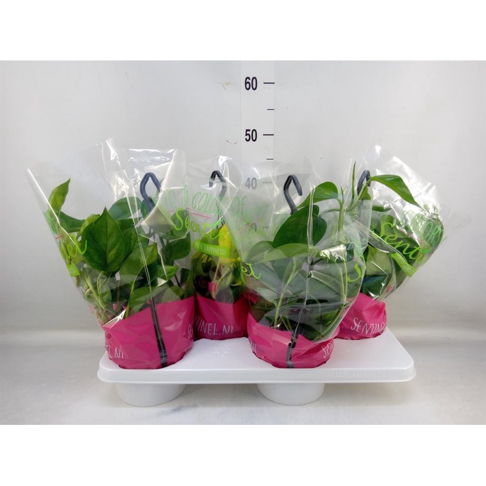 <h4>Epipremnum pinn.   HG  ...mix</h4>