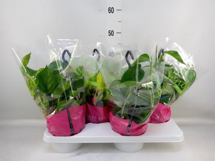 Epipremnum pinn.   HG  ...mix