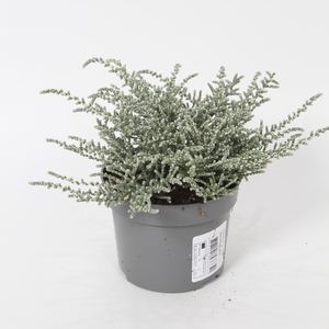 Olearia lepidophyllum p 10,5