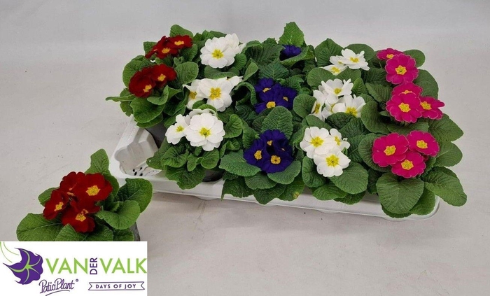 PRIM ACAULIS GEMENGD