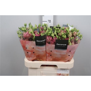 Eus G Elece Retro Rose