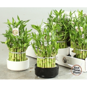 DRA LUCKY BAMBOO