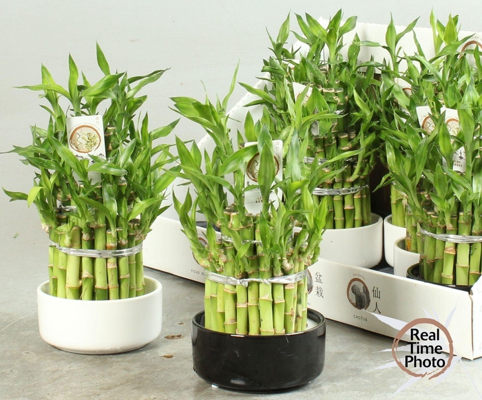 <h4>DRA LUCKY BAMBOO</h4>