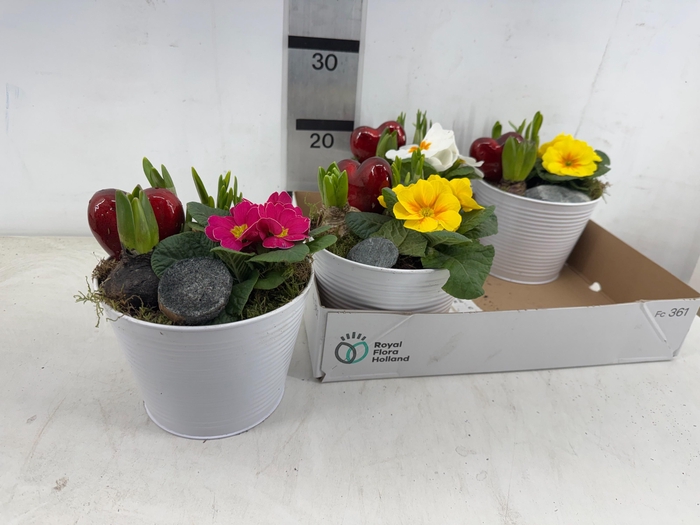 <h4>ARR PL IN SCHAAL</h4>