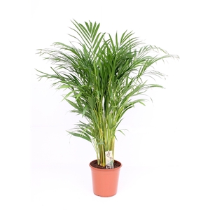 Areca P24 L120