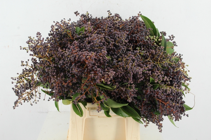 <h4>LIGUSTRUM VULGARE</h4>