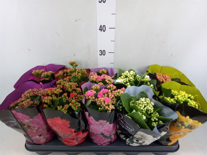 <h4>Kalanchoe blos.   ..rosebud rs fl 5</h4>