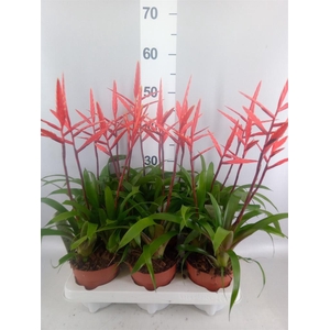 Vriesea  'Elan'