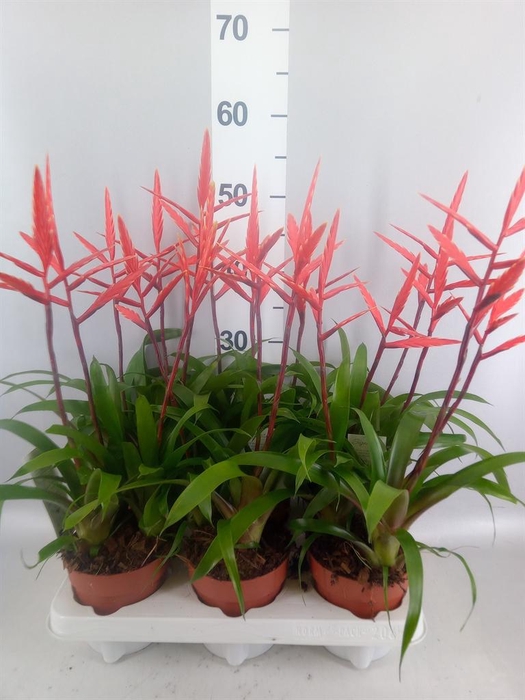 Vriesea  'Elan'