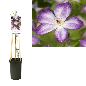 Clematis Pernille PBR +light label