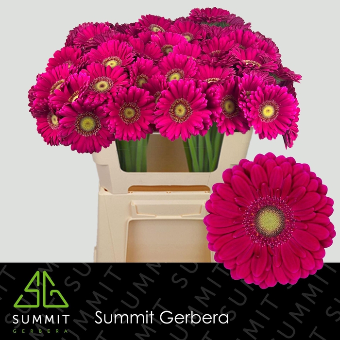 <h4>GERBERA MI 'VIVIAN'</h4>