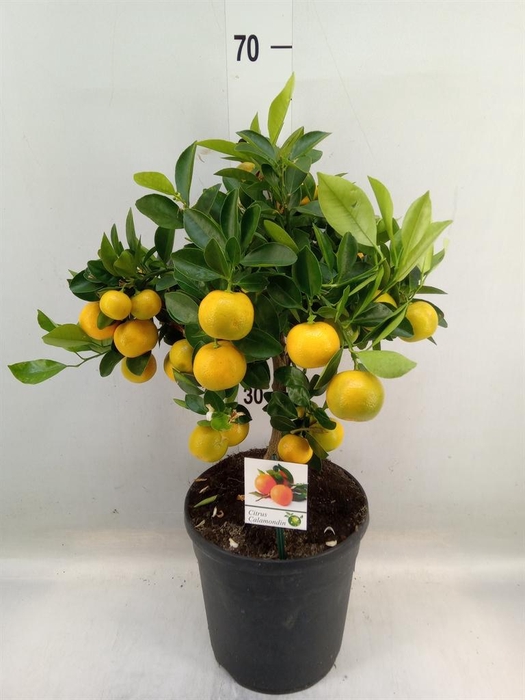 <h4>Citrus   ...</h4>