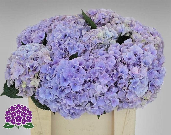 <h4>HYDR M MY MINERVA</h4>