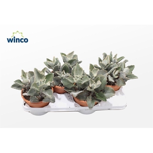 KALANCHOE BEHARENSIS