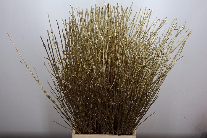 <h4>Cornus Goud</h4>