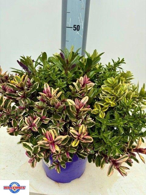 <h4>Hebe Q Kiwi Q Gem Pt</h4>