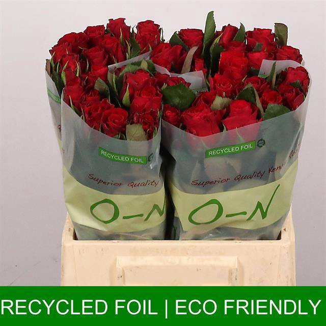 <h4>Rosa large red tacazzi</h4>
