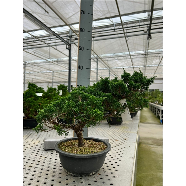 <h4>Juniperus chinensis Itoigawa, 20cm., in trainingpot.</h4>