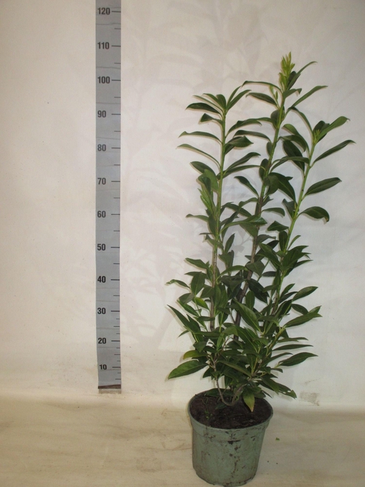 <h4>PRUN LA CAUCASICA</h4>