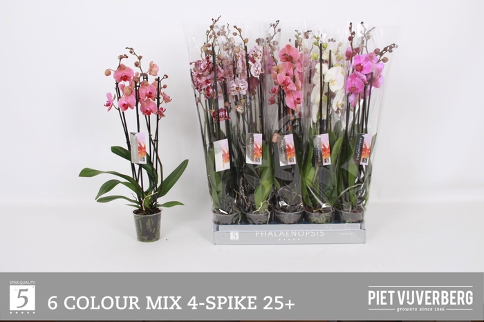 <h4>PHAL GEM 6 KL</h4>