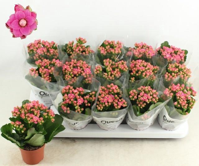 <h4>KAL GE RF AUDREY</h4>