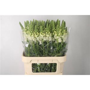 Antirrhinum Nl. White Ivory Potomac