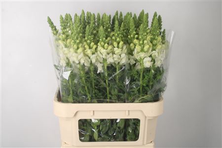 <h4>Antirrhinum Nl. White Ivory Potomac</h4>
