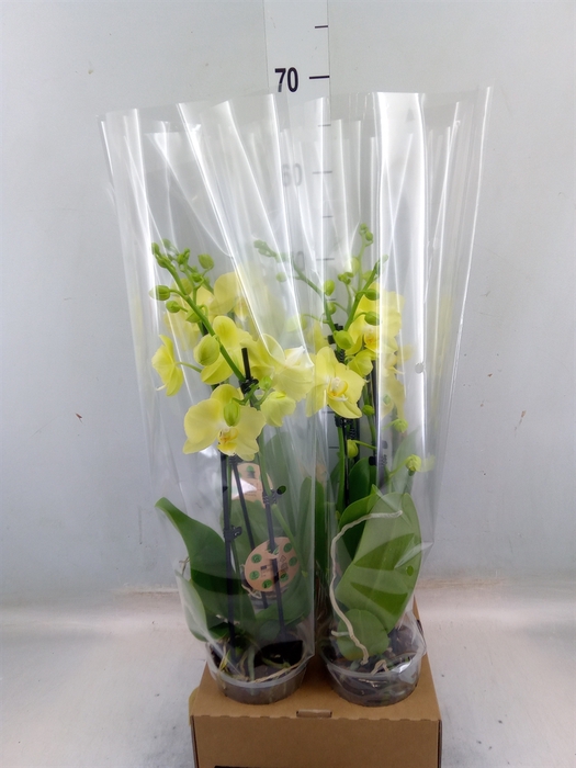 <h4>Phalaenopsis   ...</h4>